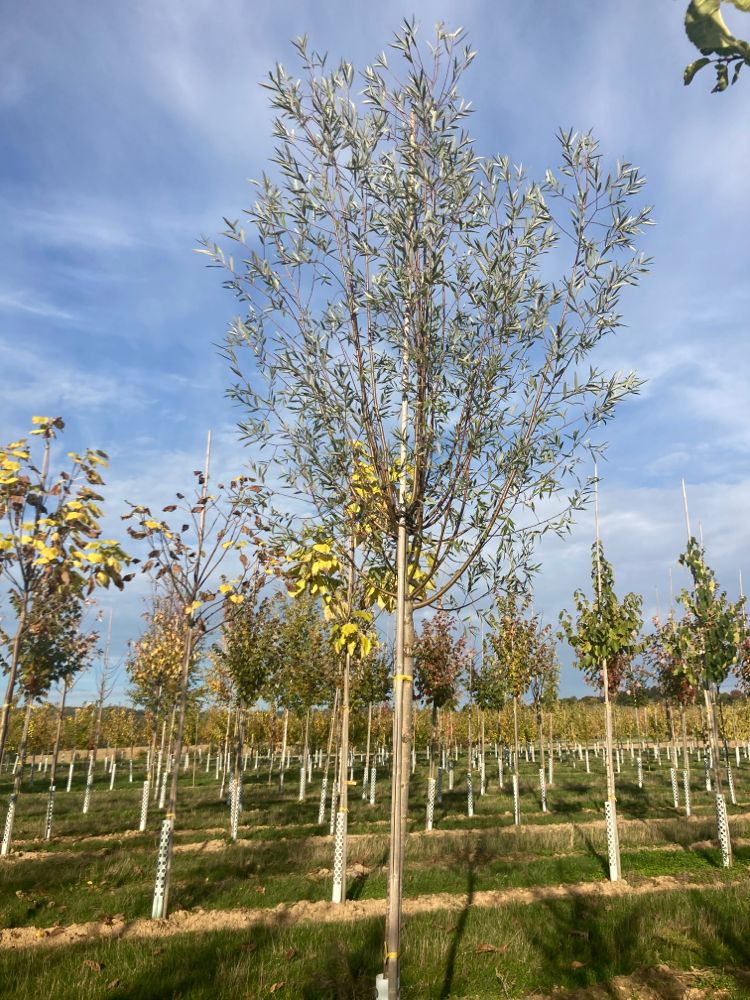 Salix alba Silberweide