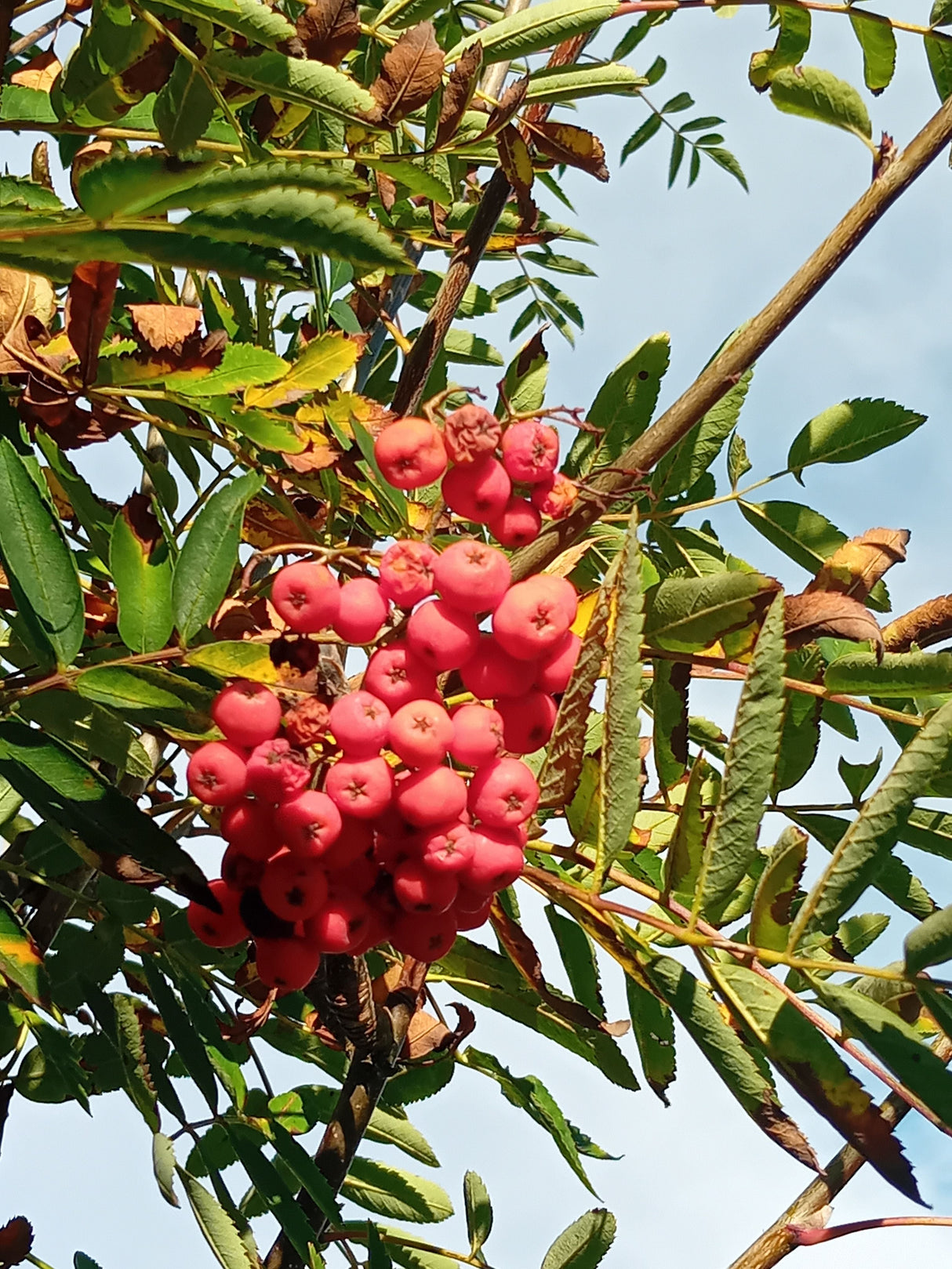 Sorbus aucuparia 'Edulis' Eßbare Eberesche