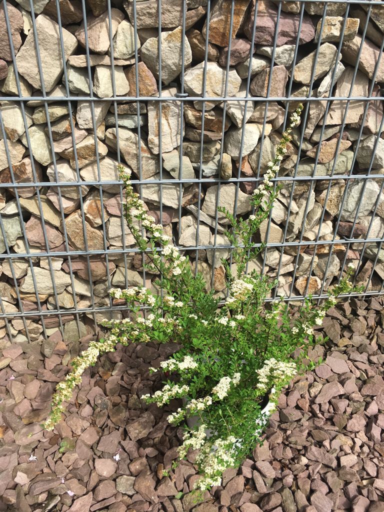 Spiraea nipponica 'Snowmound' Strauchspiere 'Snowmound'