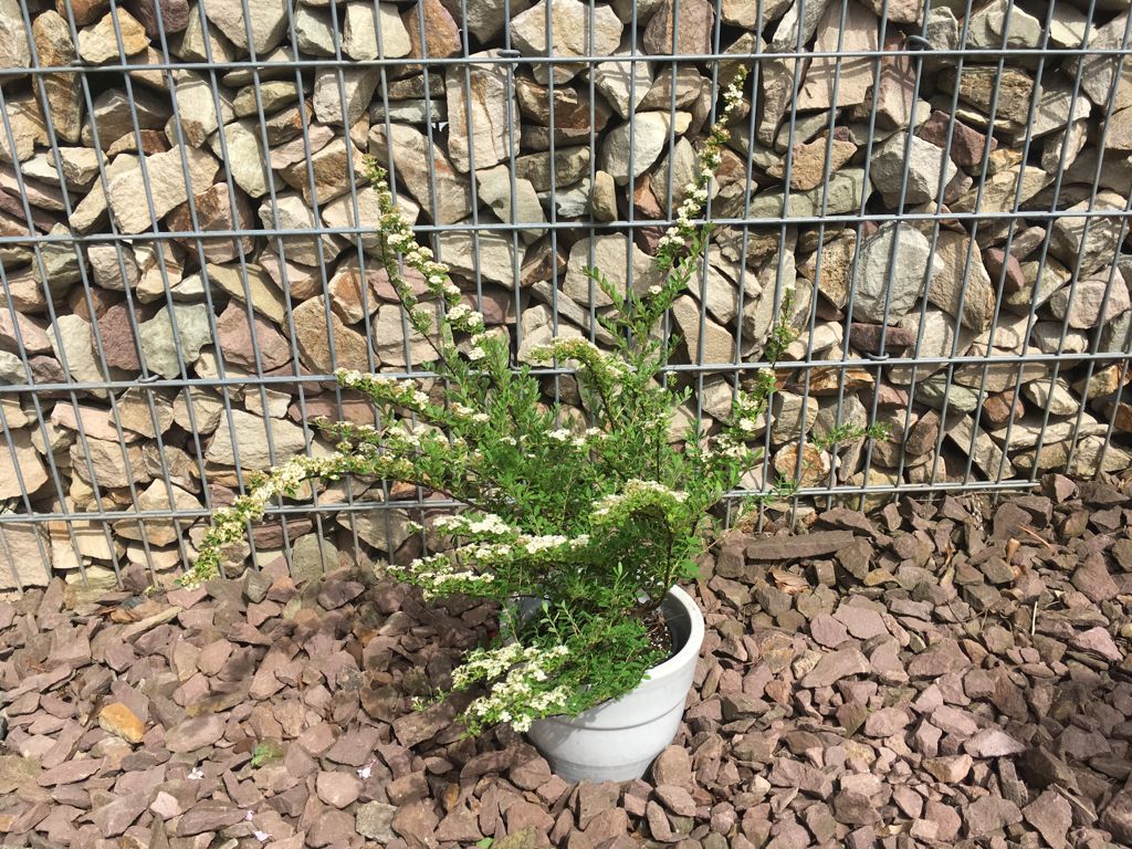 Spiraea nipponica 'Snowmound' Strauchspiere 'Snowmound'
