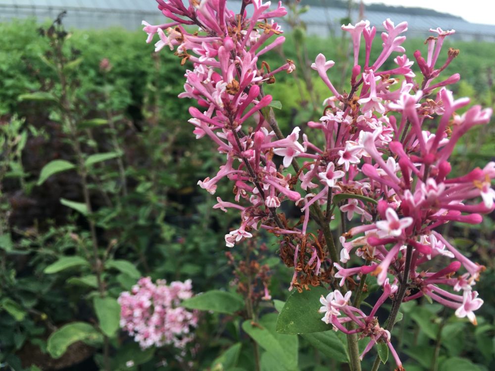 Syringa microphylla 'Superba' Herbstflieder