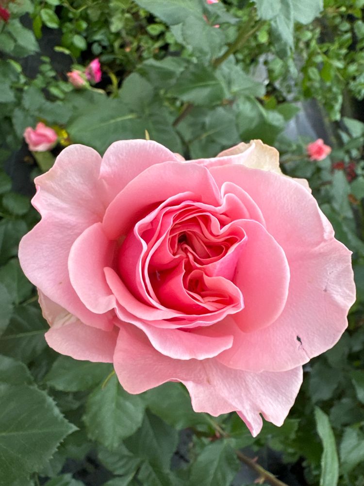 Rosa 'Amorosa' -R- TH V Edelrose 'Amorosa'
