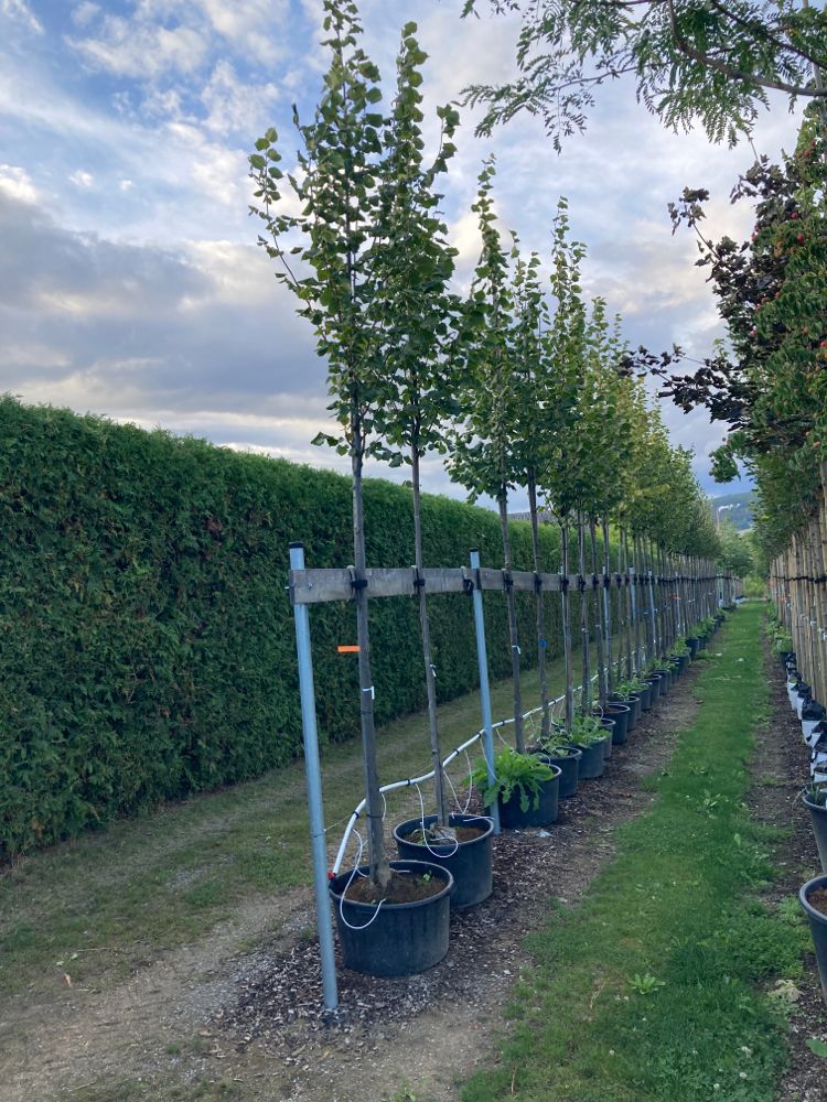 Tilia europaea 'Pallida' Kaiserlinde 'Pallida'