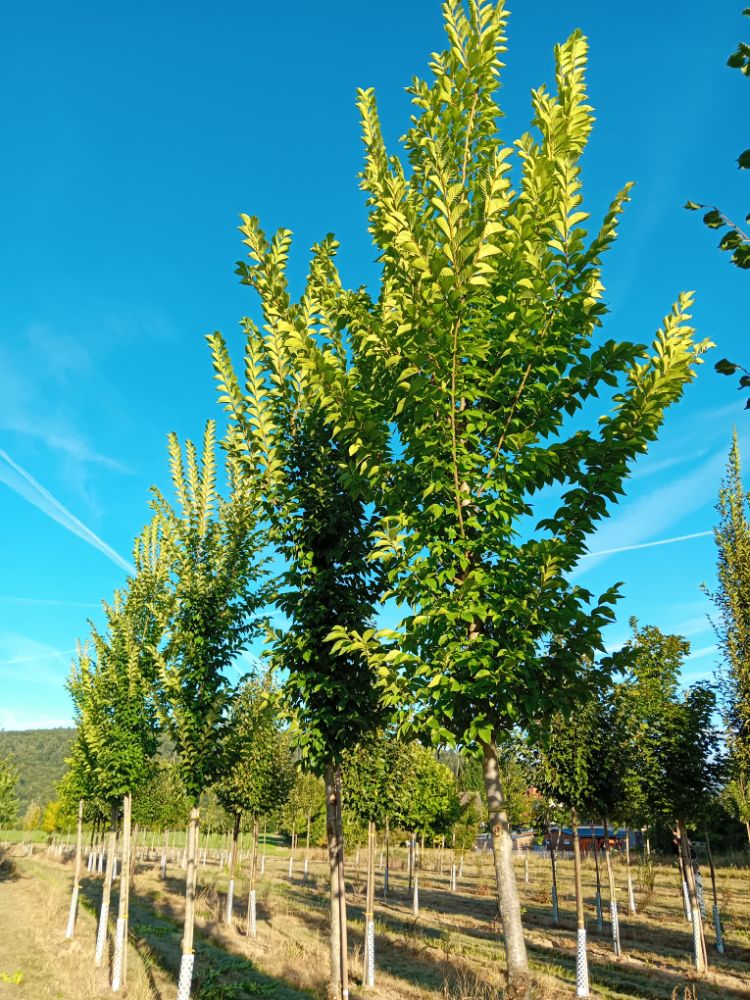 Ulmus hollandica 'Plantijn' Stadtulme 'Plantijn'