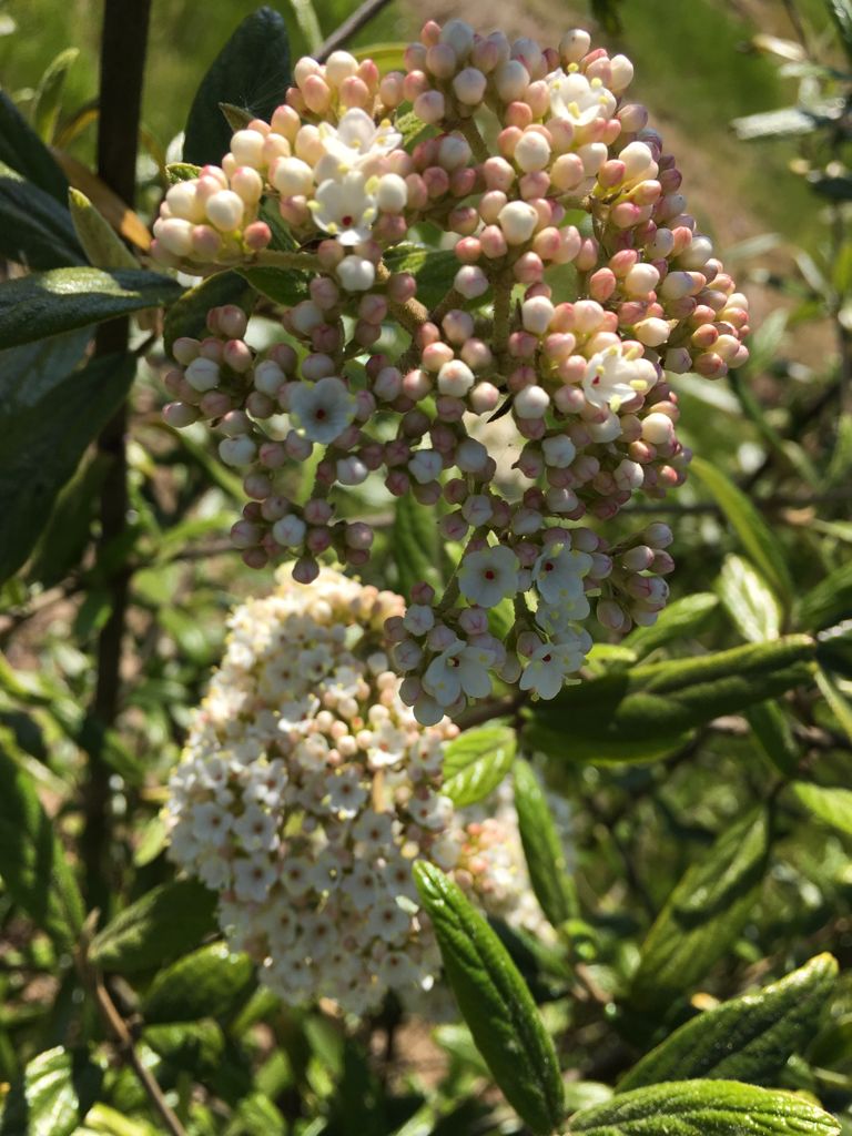 Viburnum 'Pragense' Prager Schneeball
