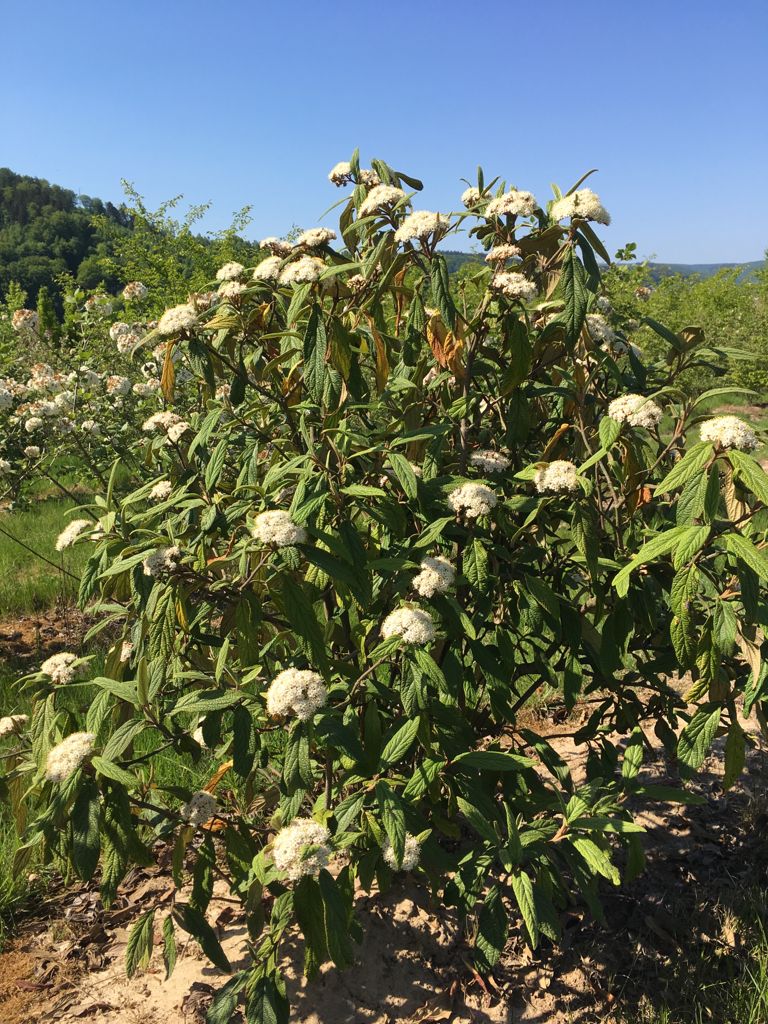 Viburnum rhytidophyllum Immergr.Zungen-Schneeball