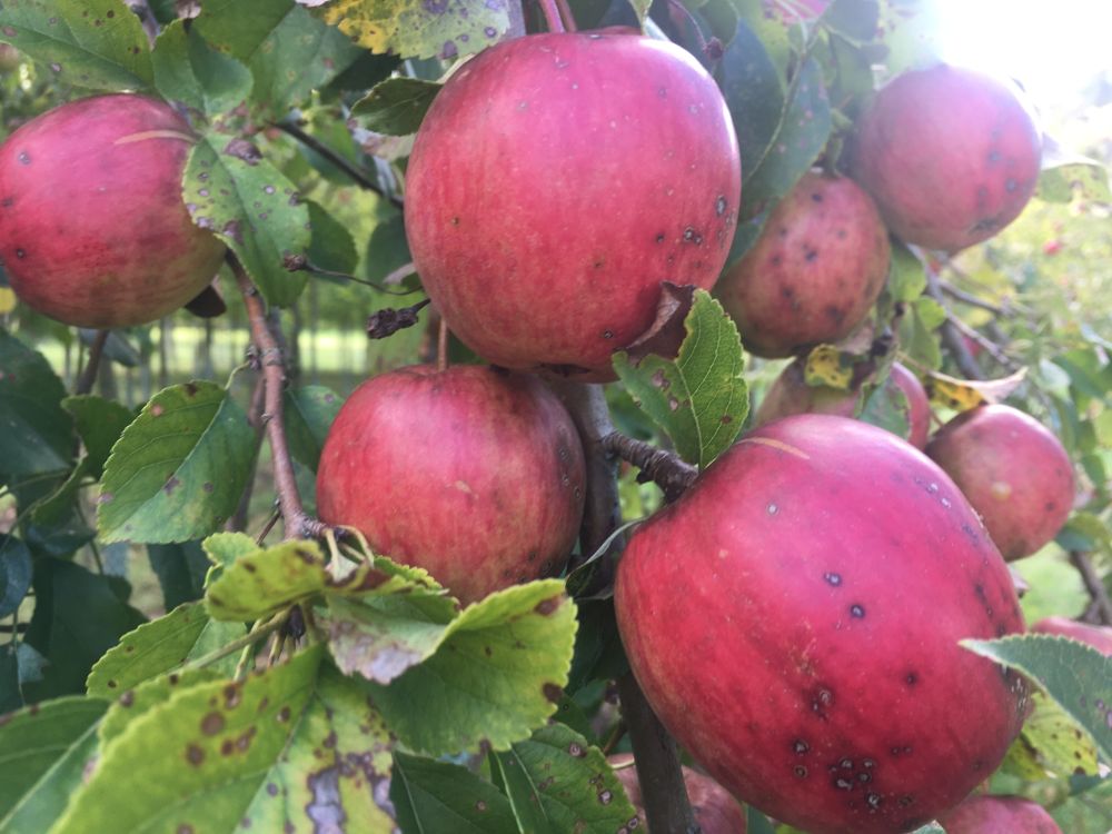 Malus 'Rewena' -S- CAC Apfel 'Rewena' -S- mittel