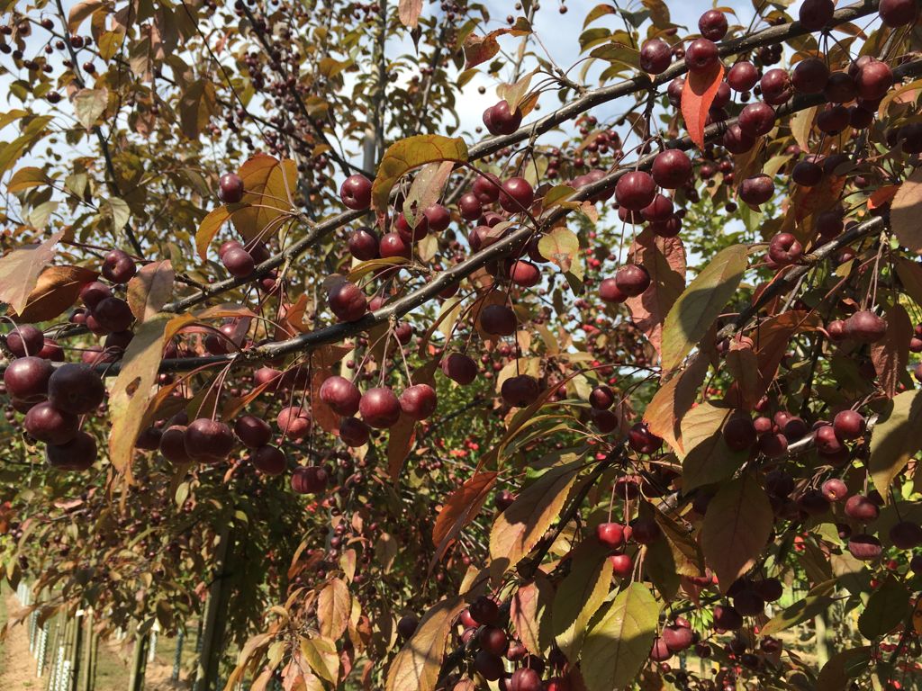 Malus 'Coccinella' -R- Zierapfel 'Coccinella' -R-