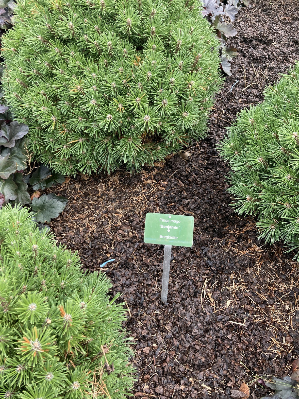 Pinus mugo 'Benjamin' Berg-Kiefer 'Benjamin'