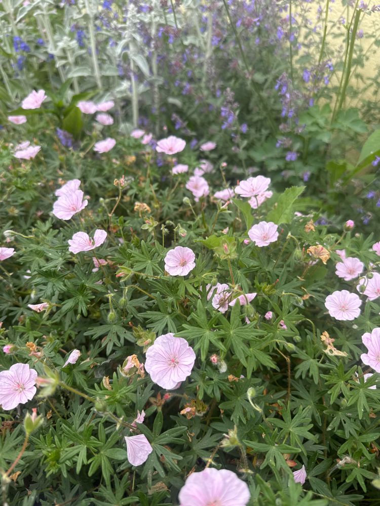 Geranium sanguineum var.striatum Gestreifter Blut-Storchschnabel