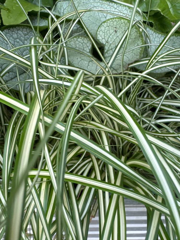 Carex oshimensis 'Evergold' Oshima-Segge