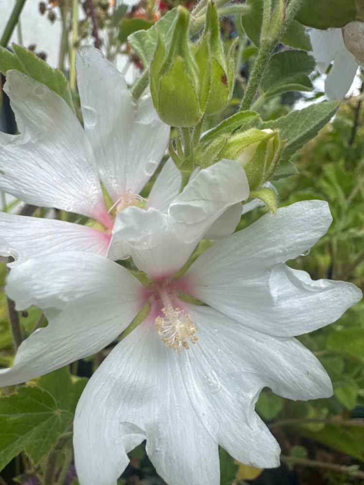 Lavatera x olbia 'Barnsley Baby' -R- Buschmalve