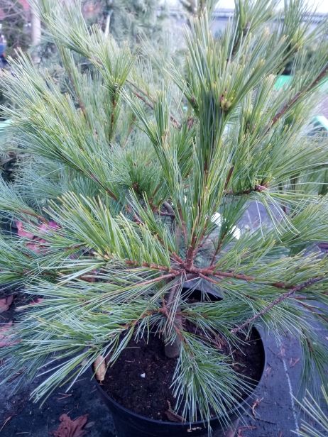 Pinus strobus 'Minima' Kissenkiefer 'Minima'