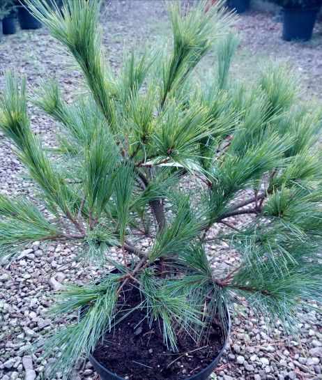 Pinus strobus 'Minima' Kissenkiefer 'Minima'
