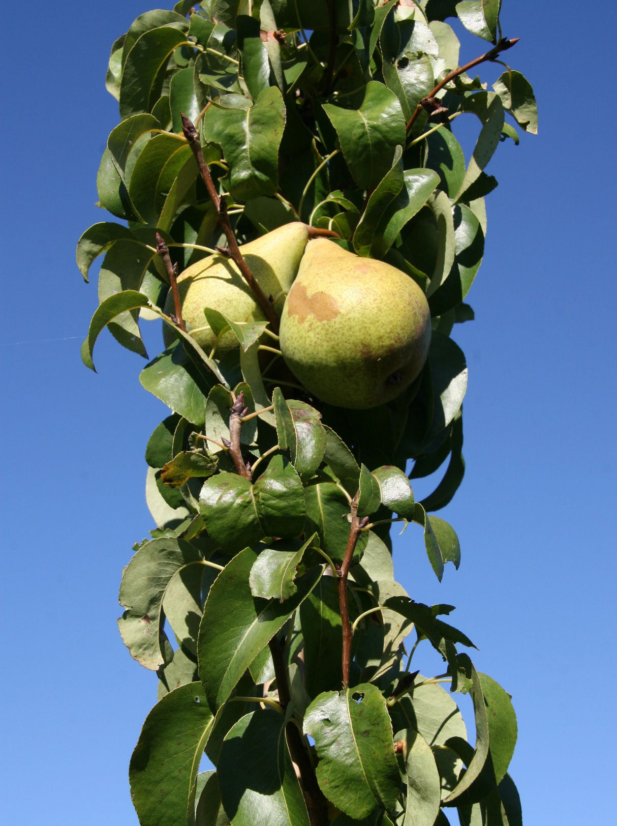 Pyrus com.'Condo' CAC Birne 'Condo' mittel