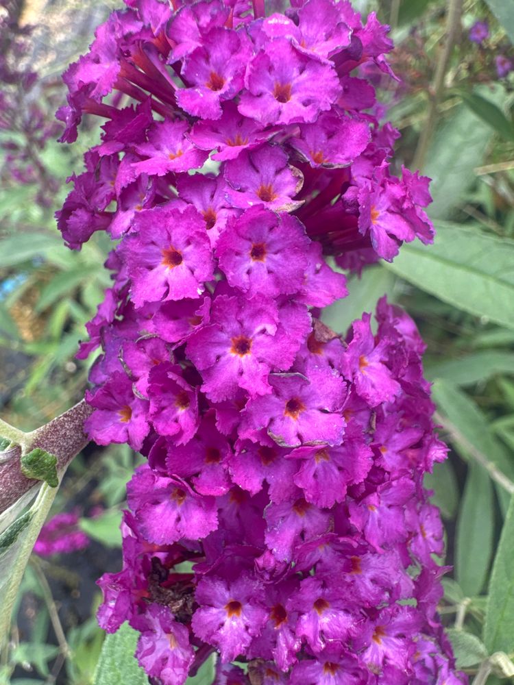 Buddleja davidii 'Royal Red' Sommerflieder 'Royal Red'