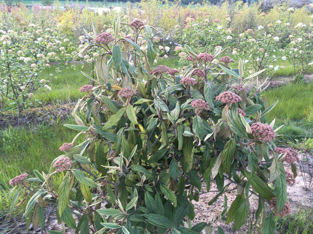 Viburnum rhytidophyllum Immergr.Zungen-Schneeball