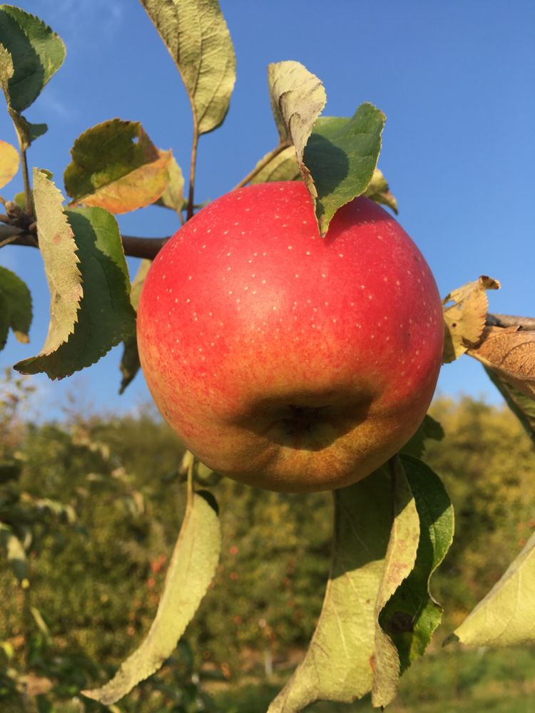 Malus 'Horneburger Pfannkuchena.' CAC Apfel 'Horneburger Pfannkuchena.' spät