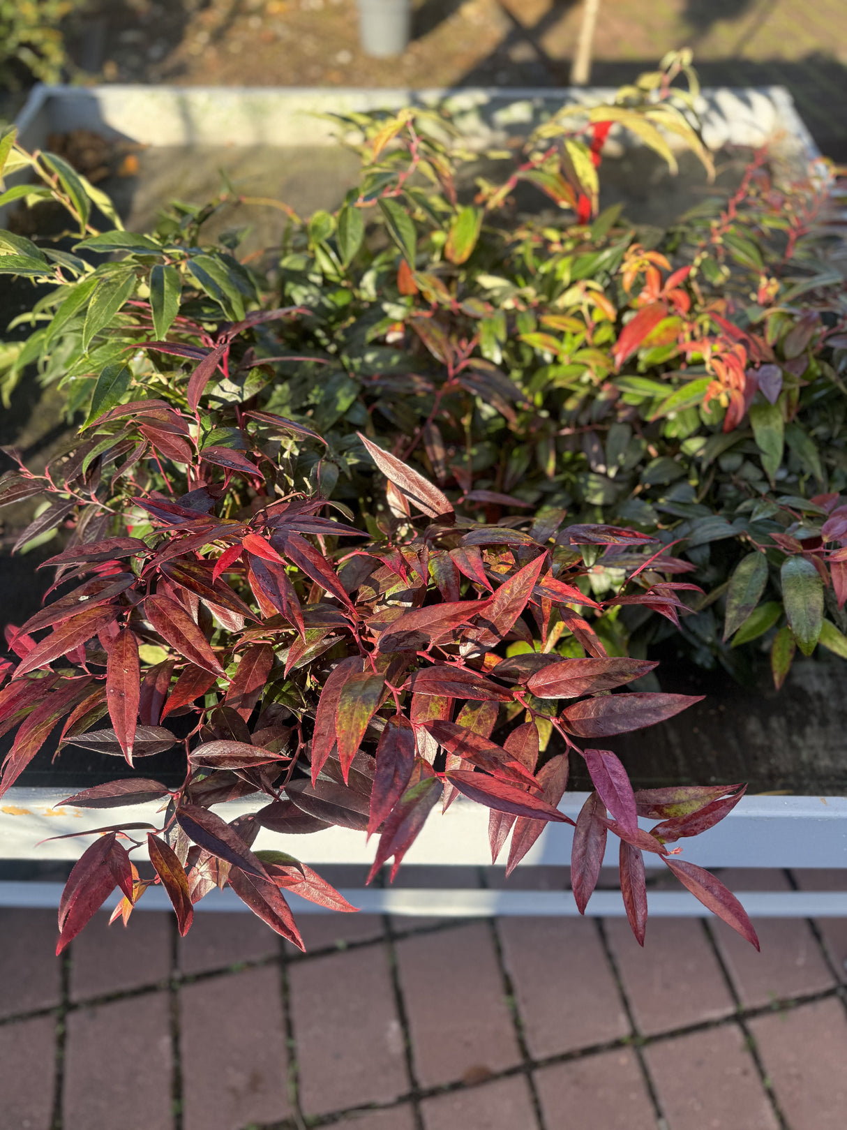 Leucothoe fontanesiana 'Rainbow' Traubenmyrte 'Rainbow'