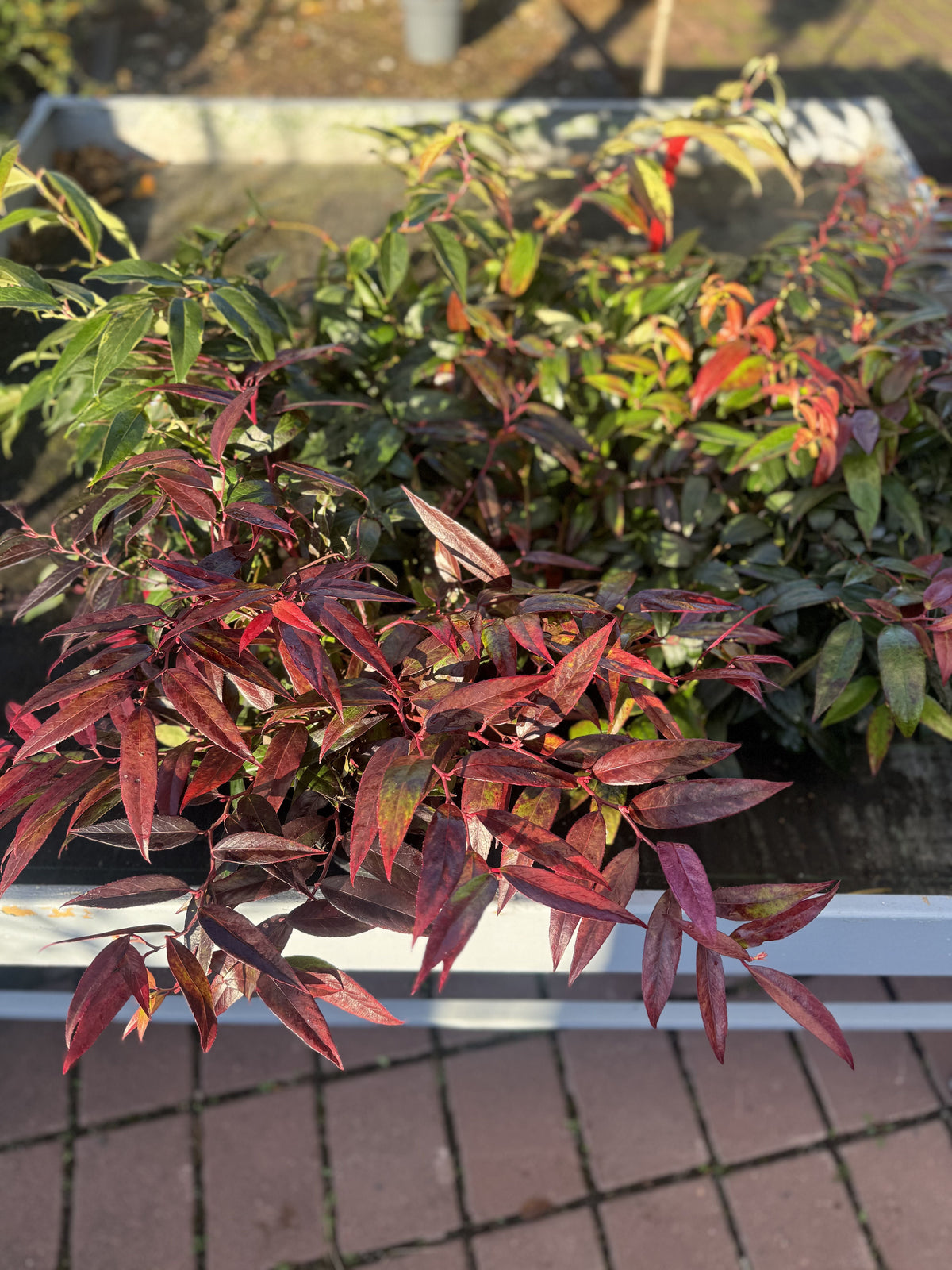 Leucothoe fontanesiana 'Rainbow' Traubenmyrte 'Rainbow'