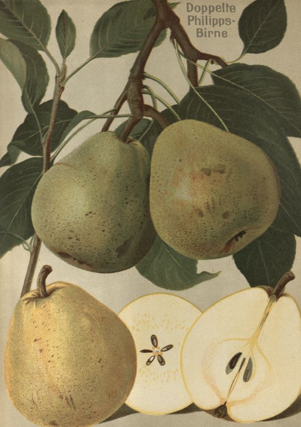 Pyrus com.'Doppelte Philippsbirne' CAC Birne 'Doppelte Philippsbirne' mittel