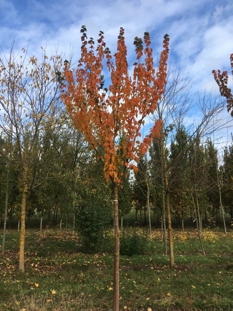 Acer capillipes Roter Schlangenhautahorn
