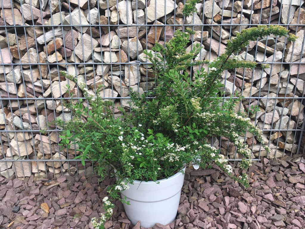 Spiraea nipponica 'Snowmound' Strauchspiere 'Snowmound'