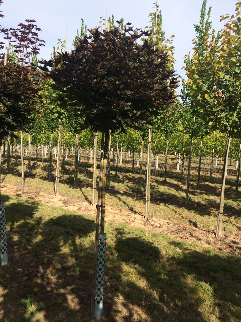 Acer platanoides 'Crimson Sentry' Spitzahorn 'Crimson Sentry'