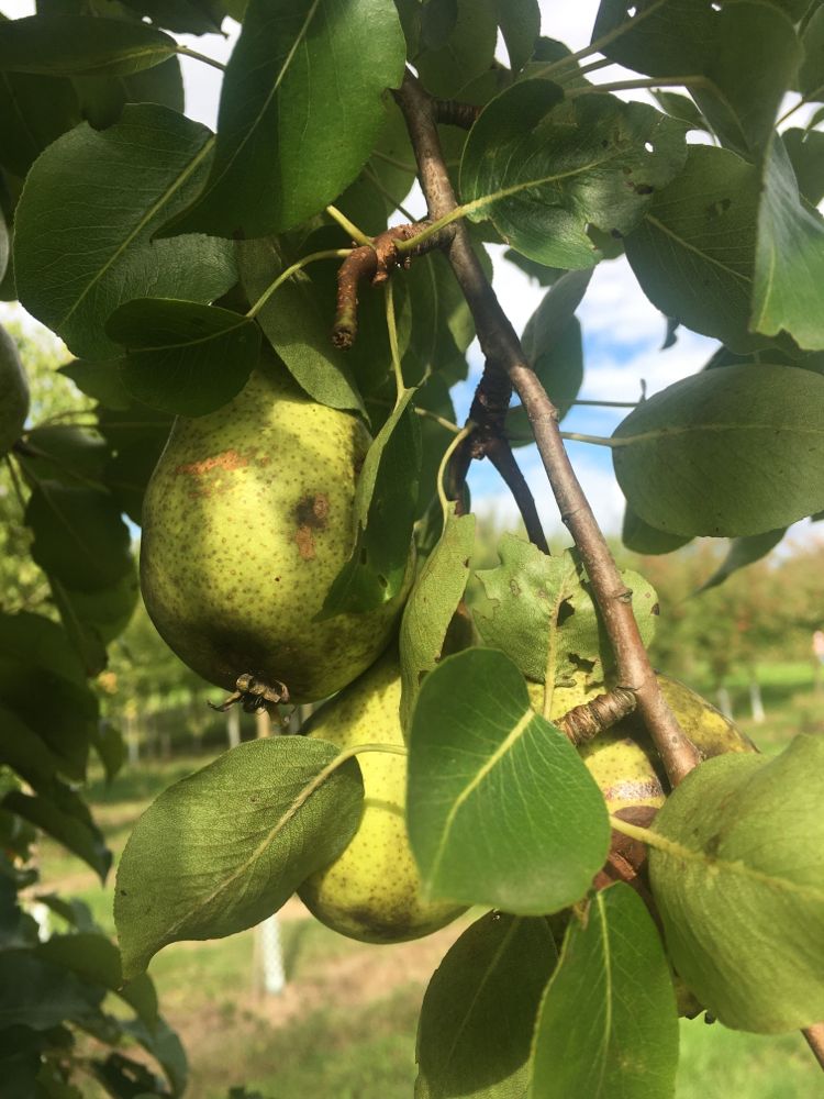 Pyrus com.'Kongressbirne' CAC Birne 'Kongressbirne' mittel