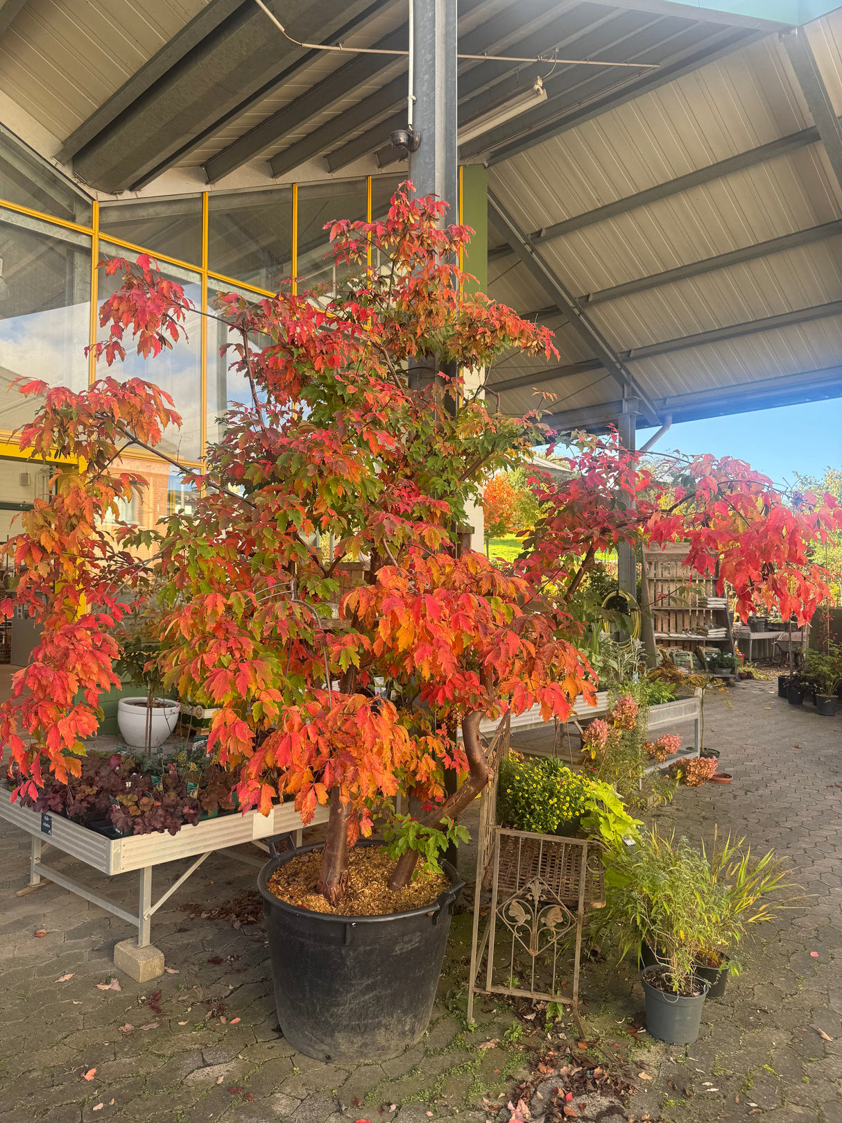 Acer griseum Zimt-Ahorn