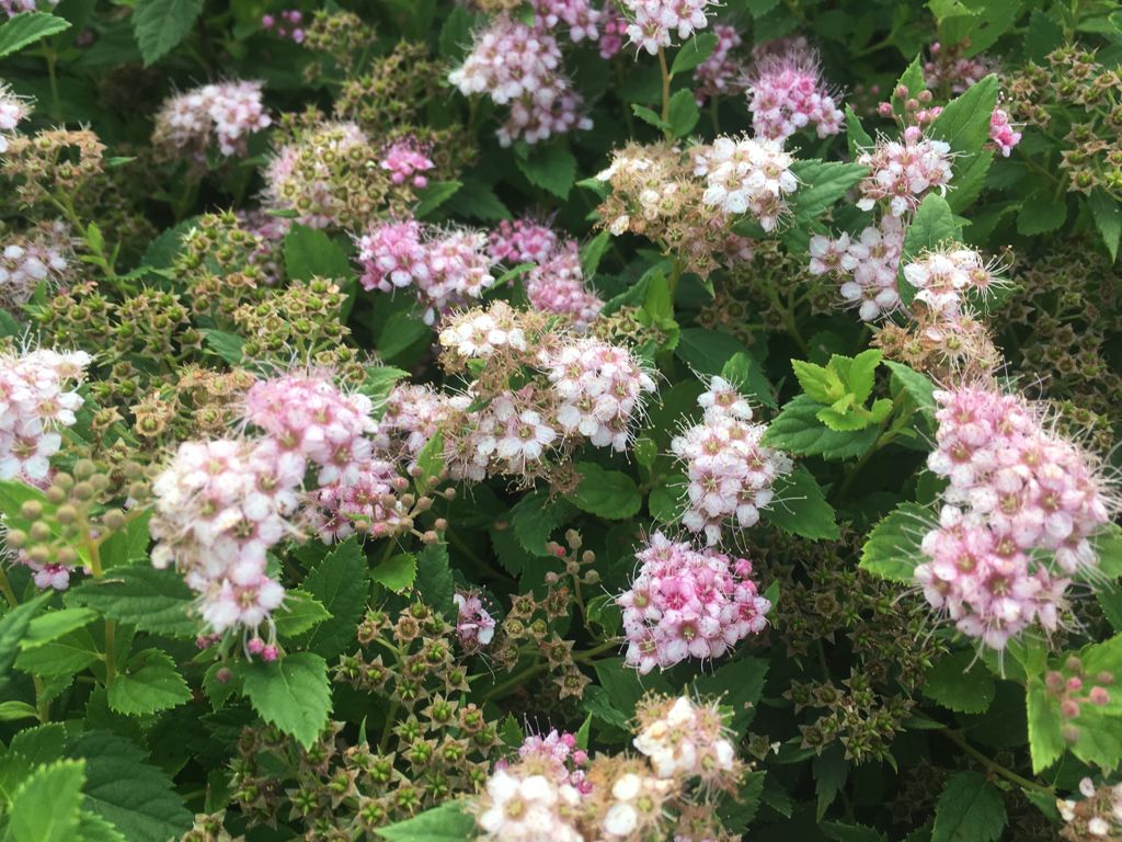 Spiraea japonica 'Little Princess' Rosa Zwergspiere