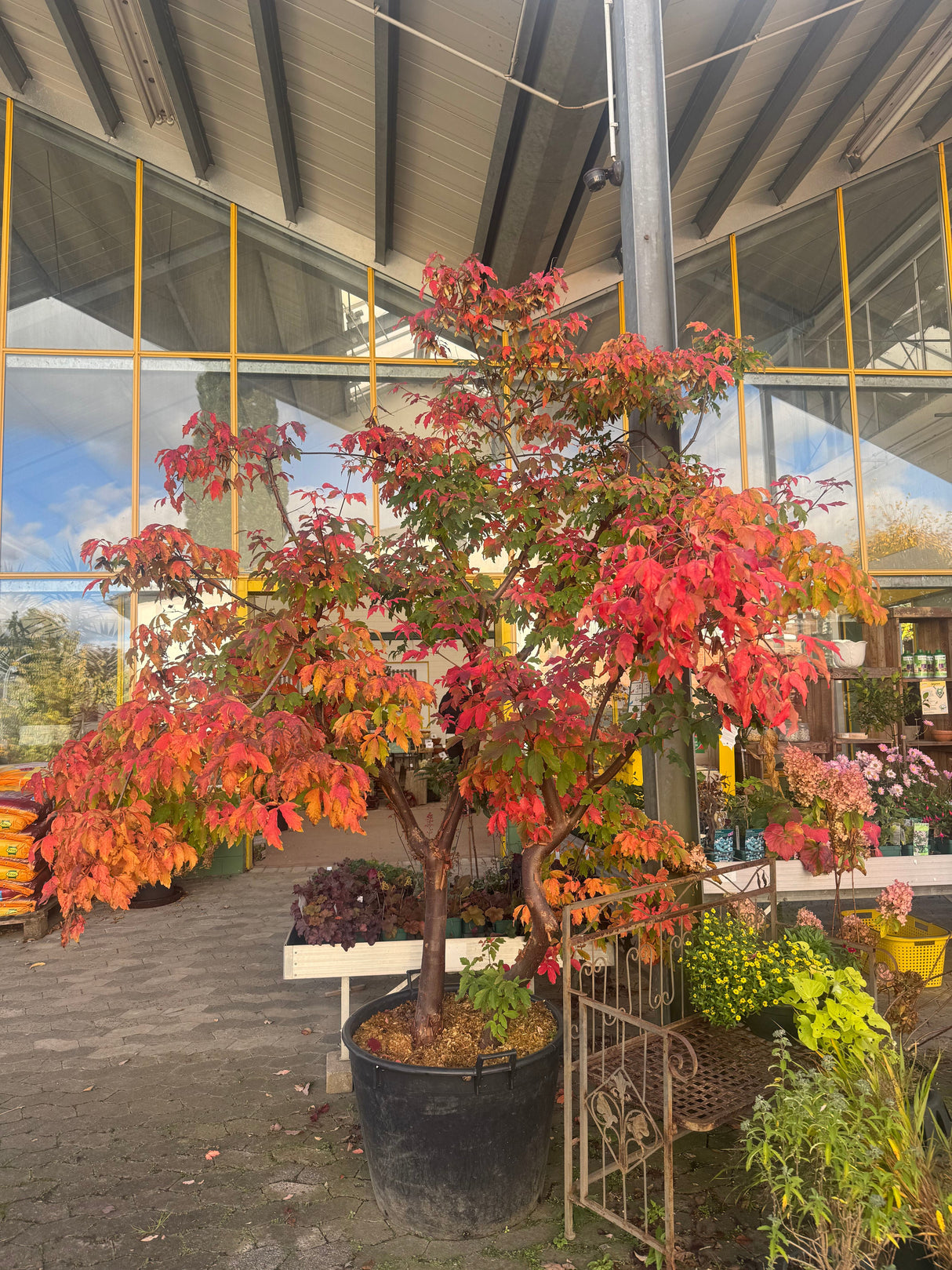 Acer griseum Zimt-Ahorn