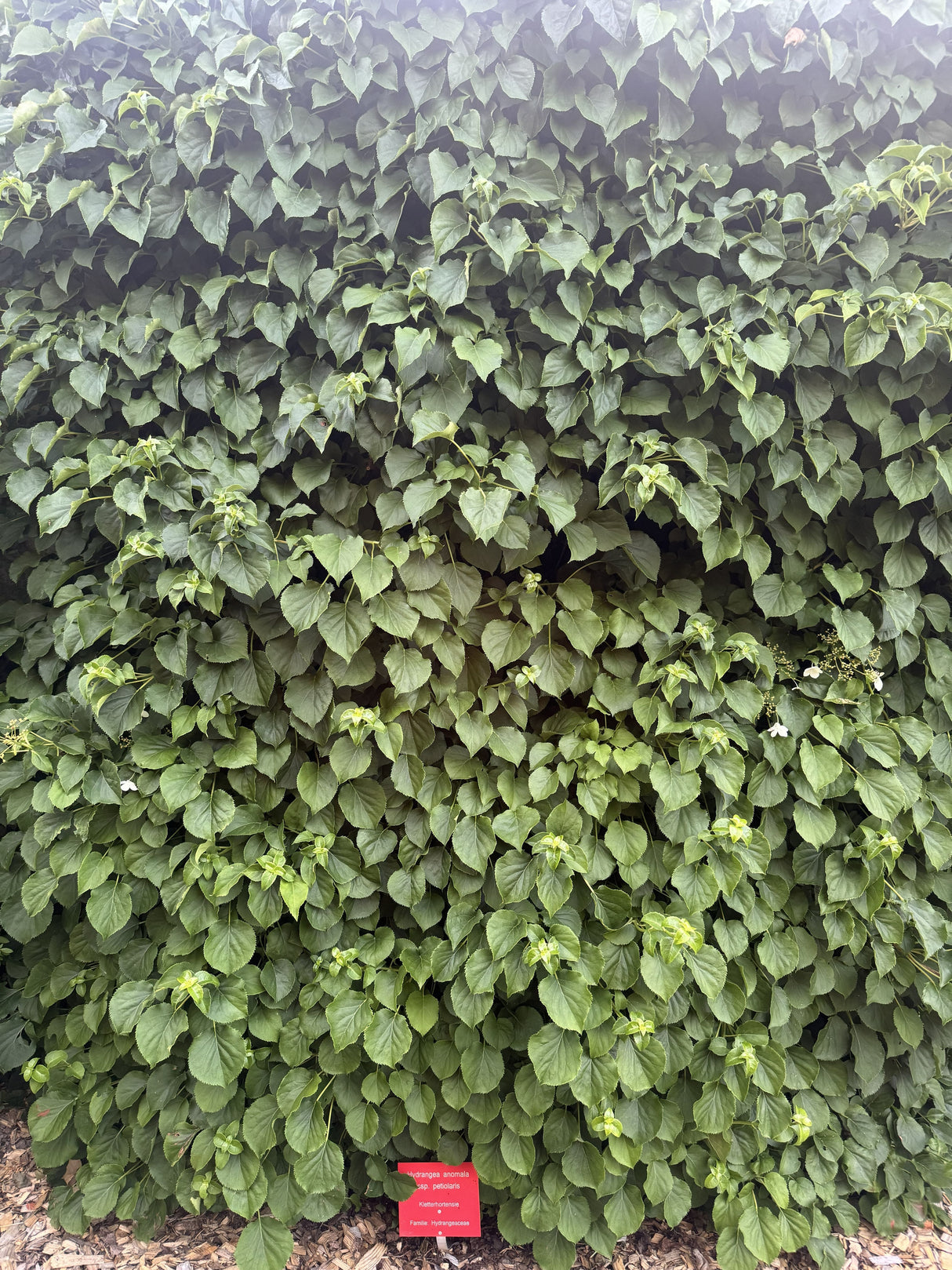 Hydrangea petiolaris Kletterhortensie