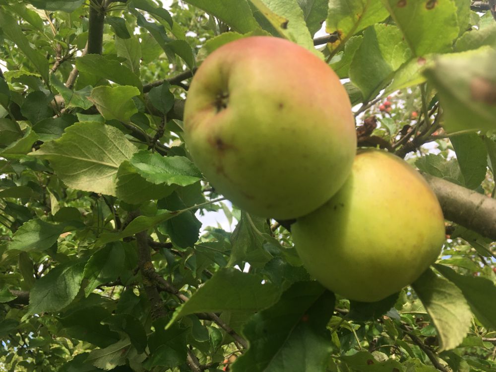 Malus 'Zuccalmagliorenette' CAC Apfel 'Zuccalmagliorenette' mittel