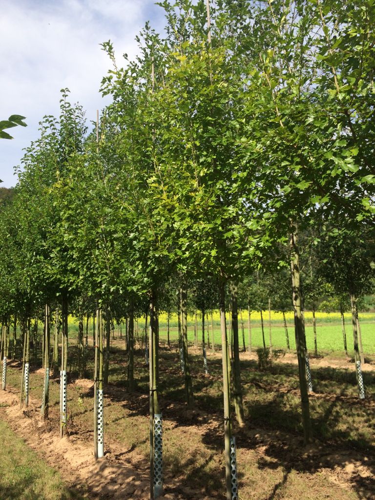 Crataegus mordenensis 'Toba' Kanadischer Rotdorn 'Toba'