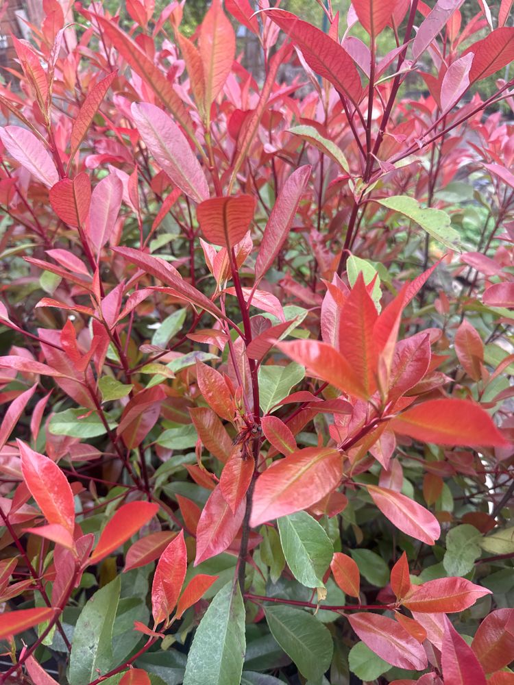 Photinia fraseri 'Red Robin' Glanzmispel 'Red Robin'