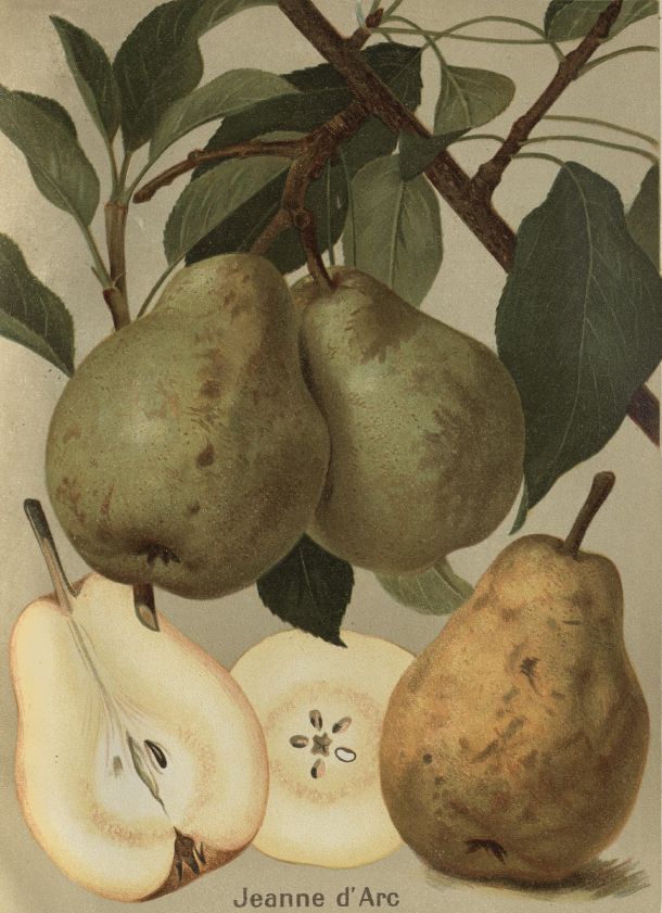Pyrus com.'Jeanne d'Arc' CAC Birne 'Jeanne d'Arc' spät