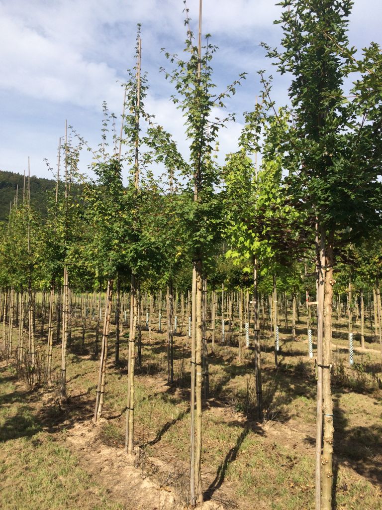 Acer campestre Feldahorn