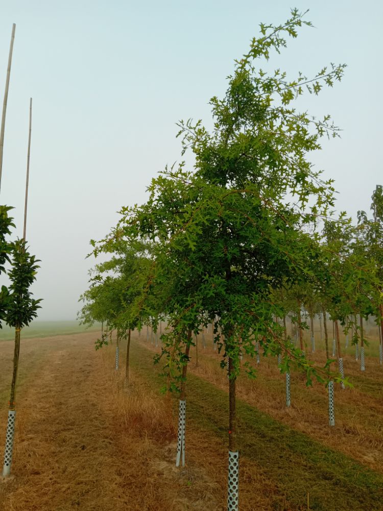 Quercus coccinea Scharlach-Eiche
