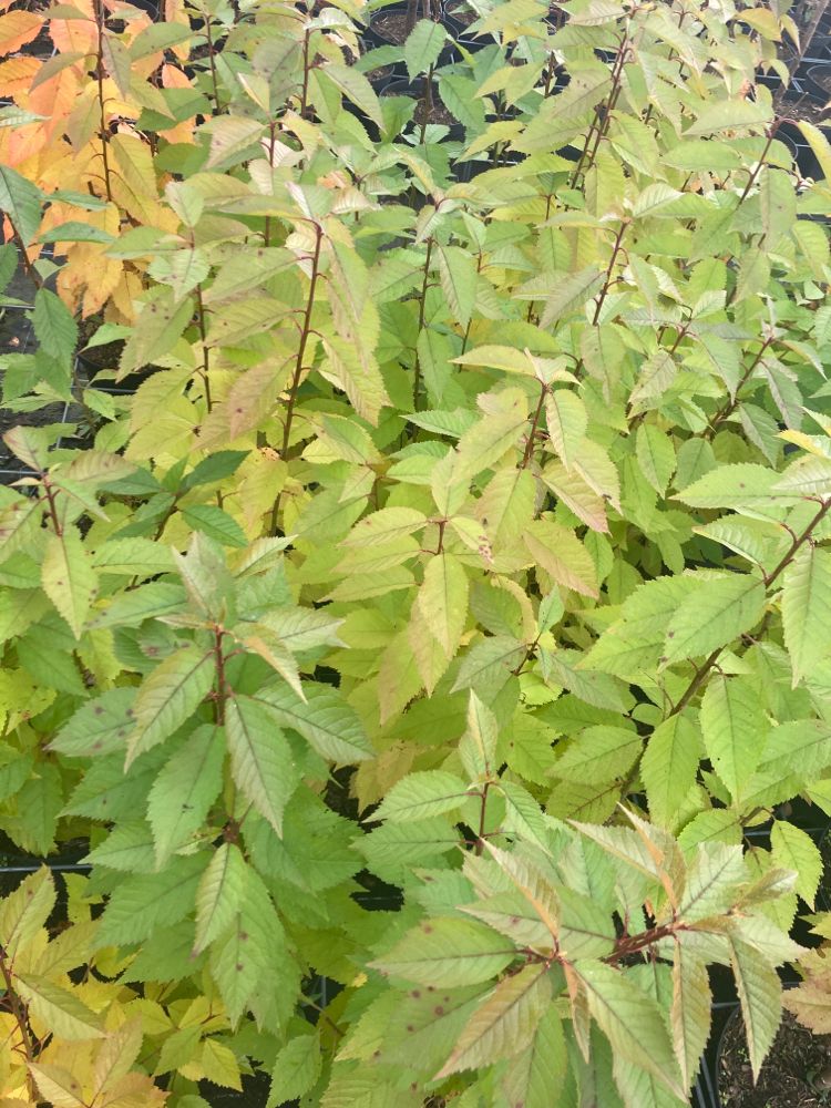 Prunus avium Vogelkirsche