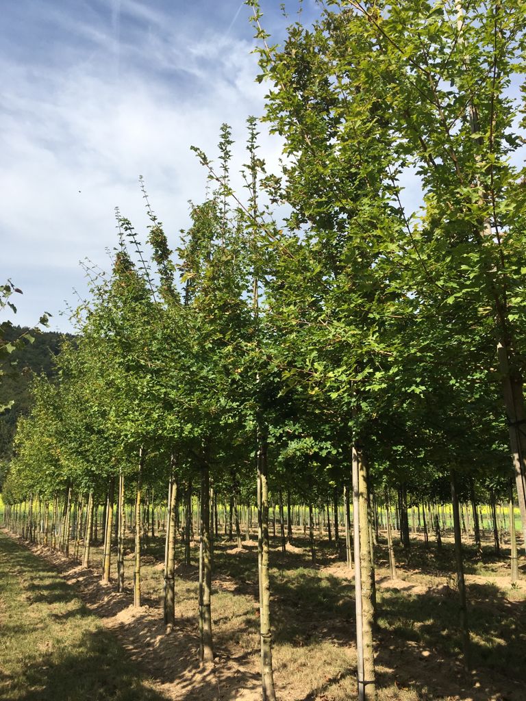 Acer campestre Feldahorn