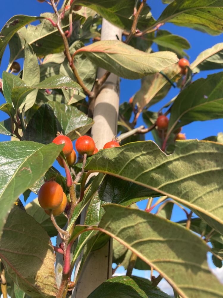 Crataegus lavallei 'Carrierei' Apfeldorn