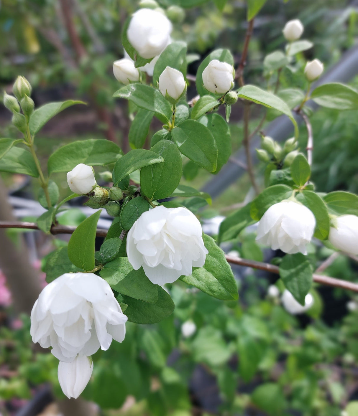 Philadelphus coronarius Duftend.Bauernjasmin