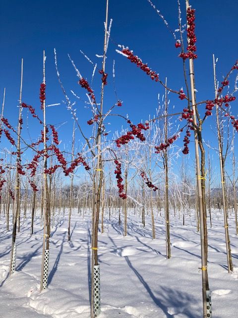 Malus 'Red Sentinel' Zierapfel 'Red Sentinel'
