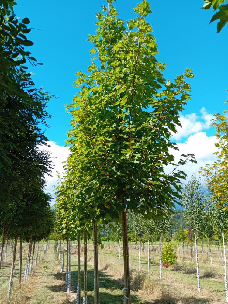 Acer pseudoplatanus 'Rotterdam' Breitkegelförmiger Ahorn 'Rotterdam'