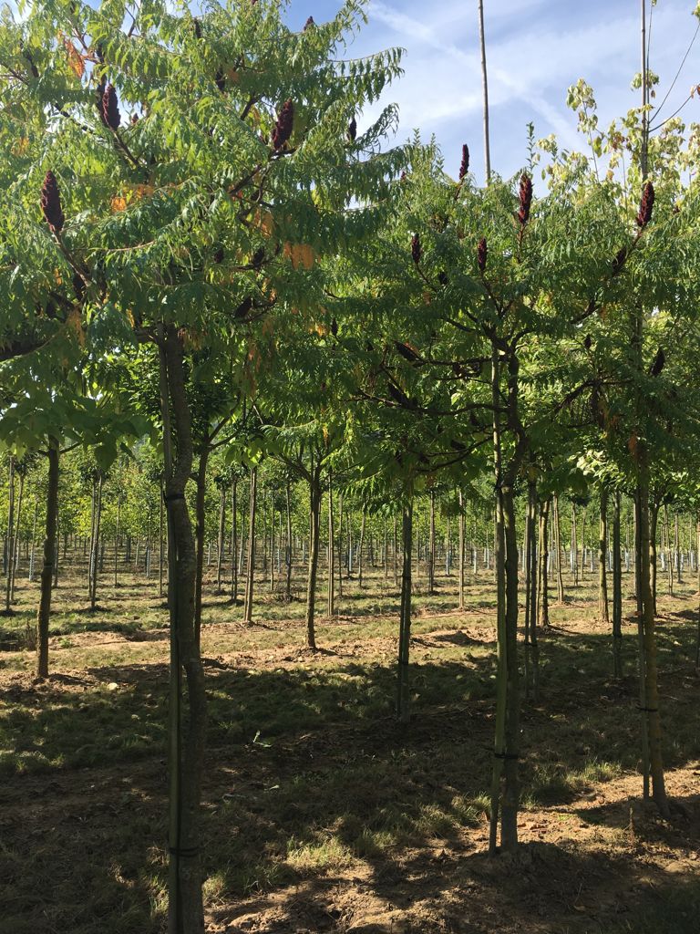 Rhus typhina 'Dissecta' Farnwedel-Essigbaum