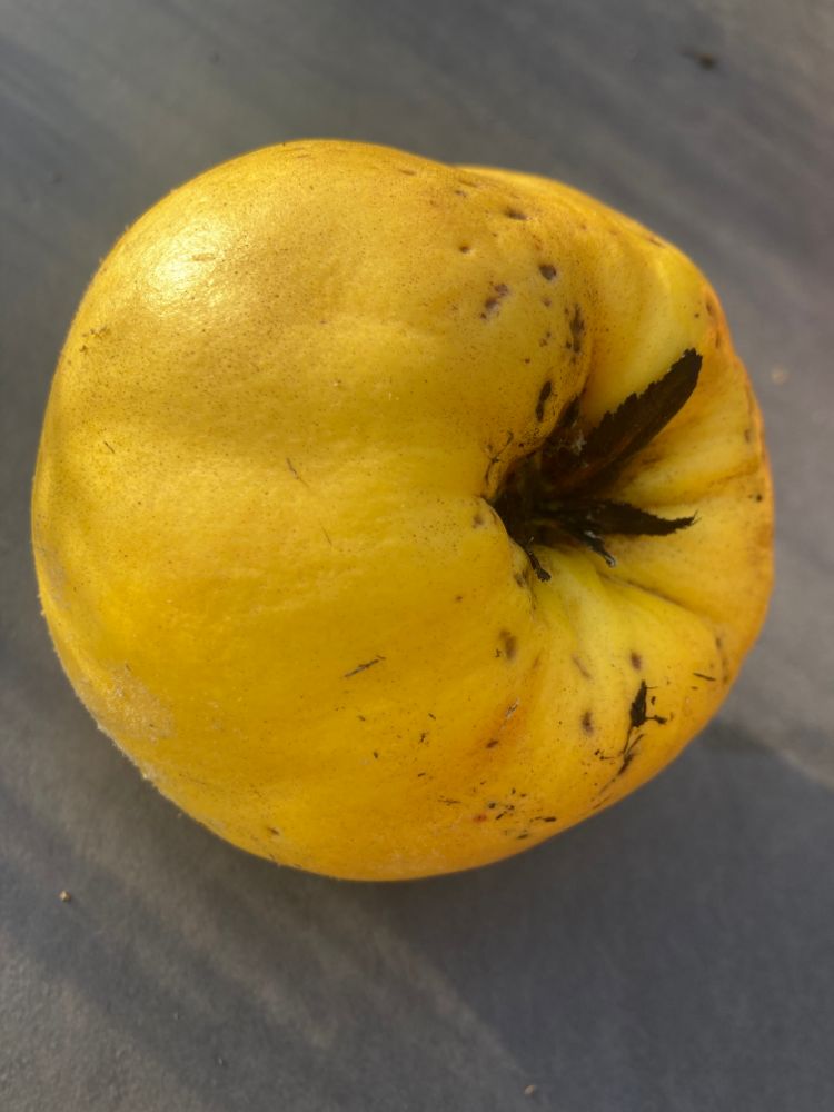 Cydonia 'Konstantinop.Apfelquitte' CAC Quitte 'Konstantinopeler Apfelquitte'