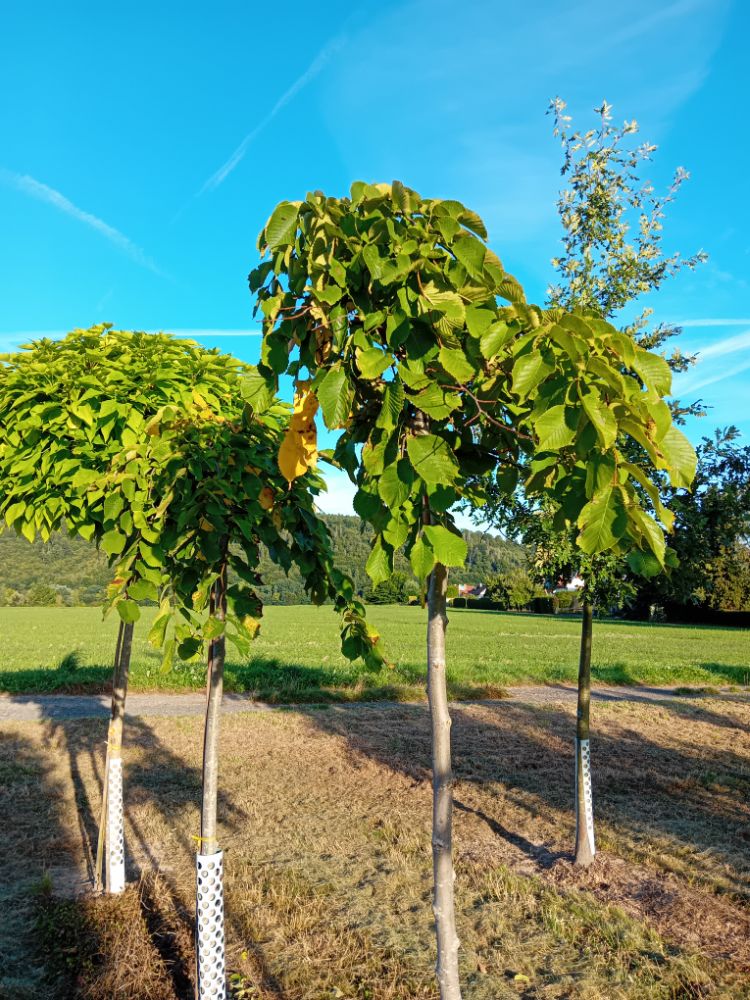 Ulmus glabra 'Pendula' Laubenulme 'Pendula'