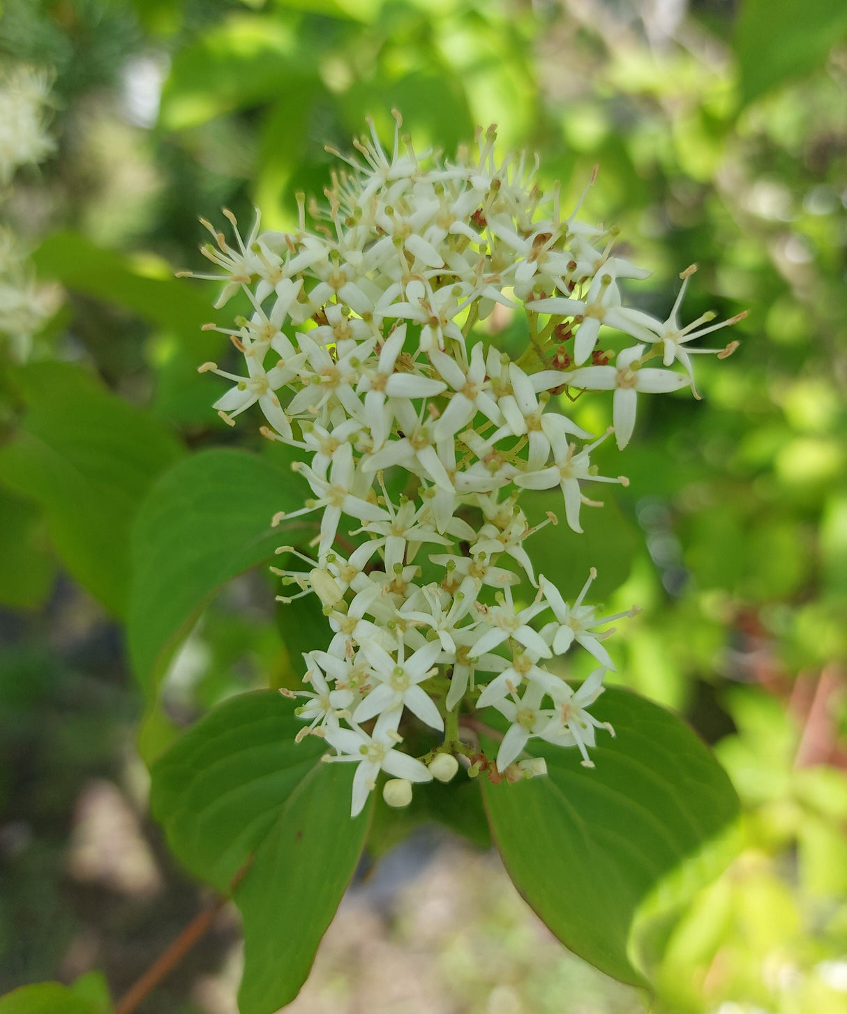 Cornus sanguinea Roter Hartriegel