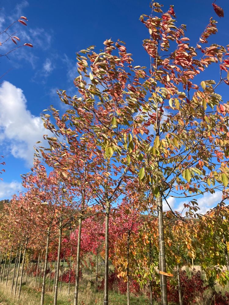 Prunus avium 'Plena' Gefülltblüh.Vogelkirsche